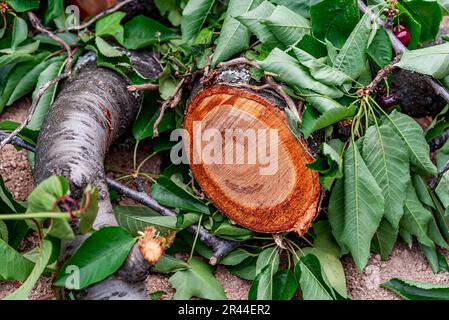 Couper le tronc d'un cerisier. Partie d'une branche de cerisier coupée pour guérir l'arbre et cultiver de nouvelles cerises rouges Banque D'Images