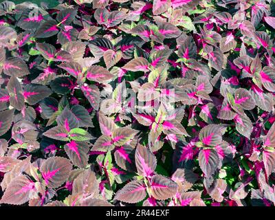 Rose Coral Coleus, communément appelé coleus, une espèce de plante à fleurs Banque D'Images