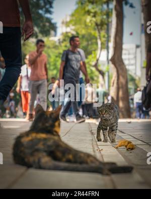 Lorsque deux chats isolés se rencontrent dans une rue bondée Banque D'Images