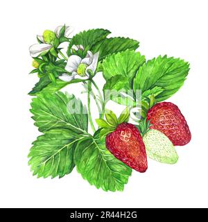 Fraise aux fleurs blanches, feuilles vertes et fraises juteuses rouges. Illustration aquarelle isolée sur fond blanc. Imprimé fruits. Banque D'Images