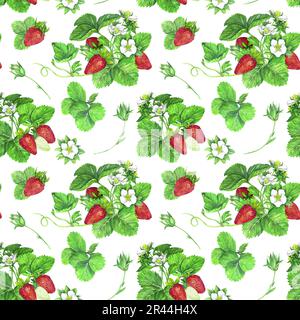 Motif sans couture de buissons de fraises rouges mûres juteuses avec des feuilles et des fleurs vertes. Illustration aquarelle isolée sur fond blanc. Banque D'Images