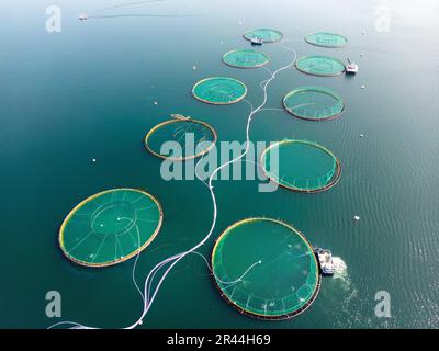 Aukra 20230522.saumon, truite arc-en-ciel et truite dans les installations aquacoles dans la mer à Aukrasanden. MOWI EAU DE MER NORVÈGE AS, qui a l'installation. Photo: Gorm Kallestad / NTB Banque D'Images