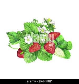 Fraise aux fleurs blanches, feuilles vertes et fraises juteuses rouges. Illustration aquarelle isolée sur fond blanc. Imprimé fruits. Pour le bon de commande Banque D'Images