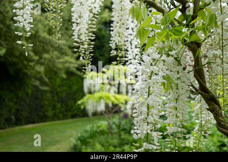 La glycine blanche fleurit dans le jardin de St John's Lodge au printemps, situé dans le cercle intérieur, Regent's Park, Londres. Banque D'Images
