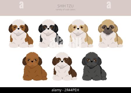 Shih Tzu Puppy, ensemble de couleurs de pelage. Illustration vectorielle Illustration de Vecteur