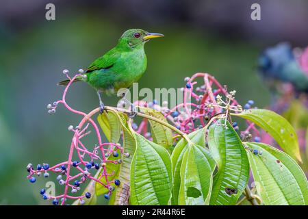 Réducteur de miel vert (Chlorophanes spiza argutus, femelle) de Laguna Lagarto, Costa Rica. Banque D'Images