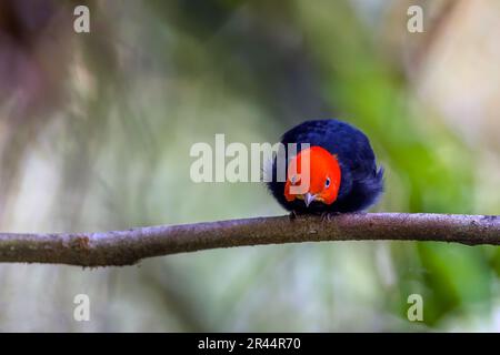 Manakin à capuchon rouge (Ceratopipra mentalis) dans la forêt tropicale de Boca Tapada, au Costa Rica. Banque D'Images