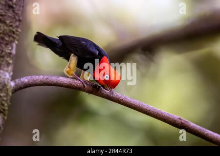 Manakin à capuchon rouge (Ceratopipra mentalis) dans la forêt tropicale de Boca Tapada, au Costa Rica. Banque D'Images