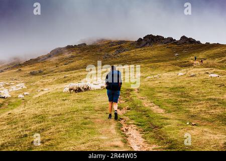 Pèlerin marchant à côté d'un troupeau de moutons le long du chemin de Saint James. Le troupeau mixte de moutons et de chèvres paître sur la prairie dans les Pyrénées françaises Banque D'Images