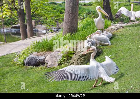 Un troupeau de grands pélicans blancs se prélassent au soleil éclatant sur les rives de l'étang de la ville. Banque D'Images