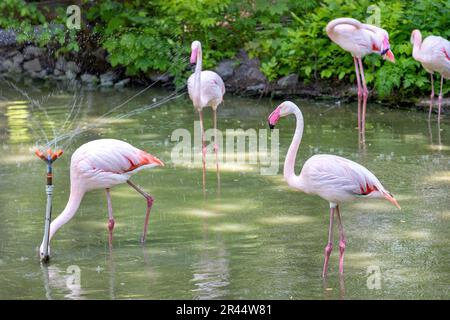 Un troupeau de grands flamants roses se repose sur le rivage de l'étang de la ville sous le jet d'un arroseur d'eau. Banque D'Images