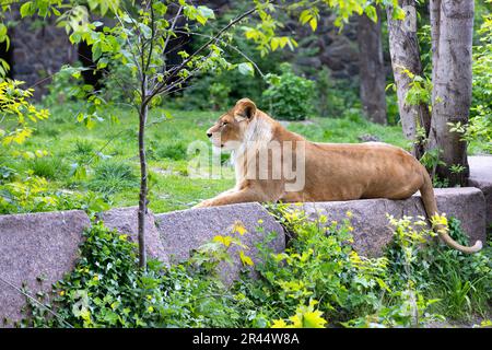 La lionne se trouve sur un rocher et regarde vers l'avant sur fond de feuillage vert et d'herbe. Banque D'Images