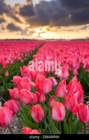 Magnifique champ de tulipes au coucher du soleil aux pays-Bas Banque D'Images