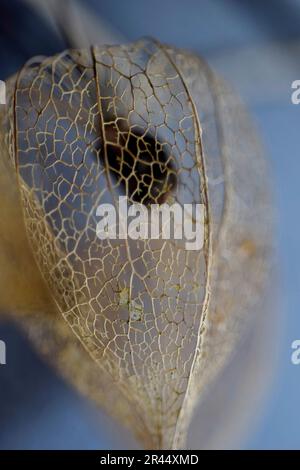 Physalis alkekengi, lanterne chinoise, squelette de la graine de graine Banque D'Images