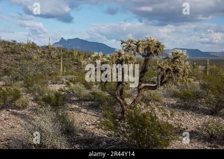 Paysage pittoresque du désert de Sonoran montrant plusieurs espèces de cactus, Organ Pipe Cactus National Monument, Ajo, Lukeville, Arizona, Etats-Unis Banque D'Images