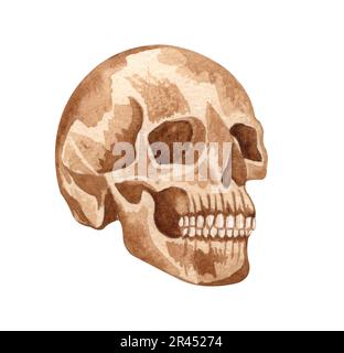 Aquarelle du squelette humain chaboisseAnatomie et médecine. Illustration orthopédique sur blanc Banque D'Images