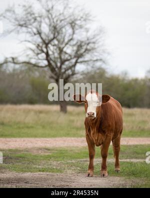 Une vache Holstein-frisonne se trouve dans un pâturage herbacé Banque D'Images