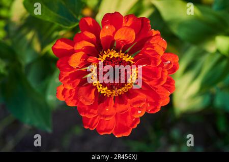 Un superbe gros plan d'une fleur rouge de dahlia dans un jardin luxuriant Banque D'Images