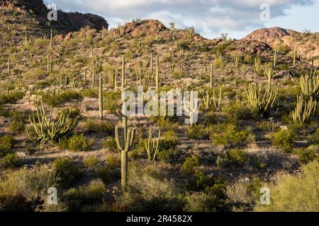 Paysage vues panoramiques sur le désert de Sonoran et Saguaro Cactus, Organ Pipe Cactus National Monument, Ajo, Lukeville, Arizona, Etats-Unis Banque D'Images