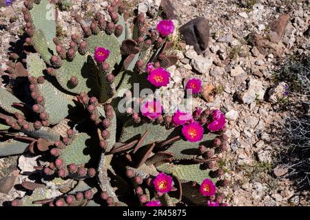 Cactus de Beavertail (Opuntia basilaris) en fleur. Les fleurs sauvages printanières fleurissent dans le désert, près d'Oatman, Arizona, États-Unis, lors d'une belle journée de printemps. Banque D'Images