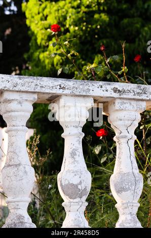 Fleurs de rose rouge derrière une clôture blanche avec un fond vert flou naturel dans un parc. Clôture blanche avec roses rouges, fleurs rouges Banque D'Images