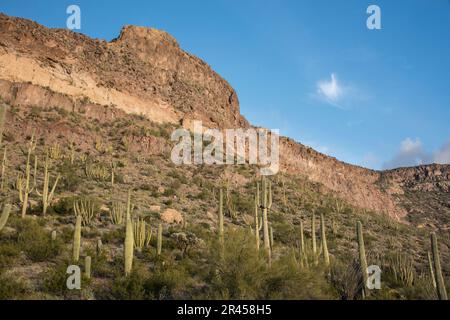 Paysage vues panoramiques sur le désert de Sonoran et Saguaro Cactus, Organ Pipe Cactus National Monument, Ajo, Lukeville, Arizona, Etats-Unis Banque D'Images