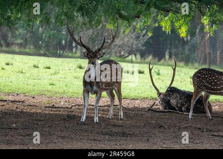 L'axe des cerfs dans le Parque Zoologico Lecoq dans la capitale de Montevideo en Uruguay. Banque D'Images