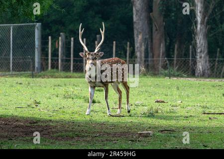 L'axe des cerfs dans le Parque Zoologico Lecoq dans la capitale de Montevideo en Uruguay. Banque D'Images