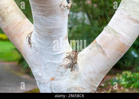 Gros plan d'un tronc d'arbre et de branches inférieures : bouleau de l'Himalaya (Betula utilis var.. Jacquemontii) dans RHS Rosemoor, Devon, Royaume-Uni Banque D'Images