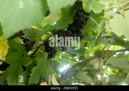 gandu, bahia, brésil - 19 mai 2023 : vue sur la plantation de raisins dans la ville de gandu. Banque D'Images