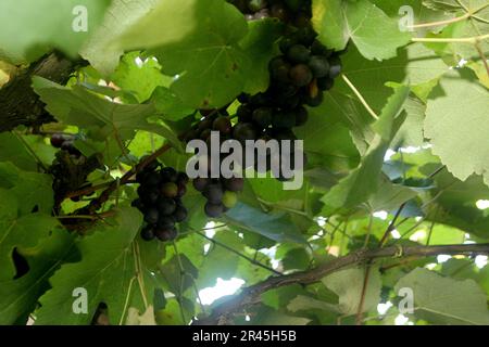 gandu, bahia, brésil - 19 mai 2023 : vue sur la plantation de raisins dans la ville de gandu. Banque D'Images