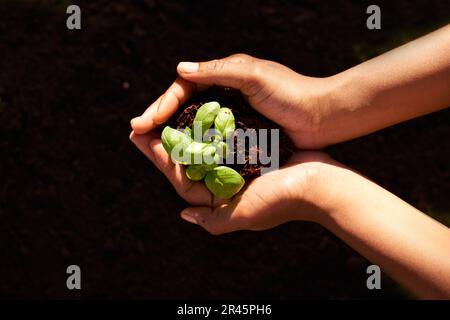 Jeune femme noire tient le concept de plantule, arbre végétal, protéger la nature jour de la Terre Banque D'Images