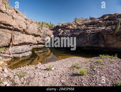 Paysage à Wildhorse Tank, une oasis dans le désert de Sonoran, Organ Pipe Cactus National Monument, Ajo, Lukeville, Arizona, Etats-Unis Banque D'Images