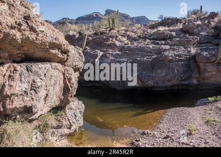 Paysage à Wildhorse Tank, une oasis dans le désert de Sonoran, Organ Pipe Cactus National Monument, Ajo, Lukeville, Arizona, Etats-Unis Banque D'Images