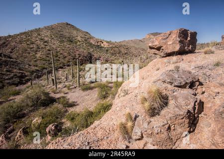 Paysage à Wildhorse Tank, une oasis dans le désert de Sonoran, Organ Pipe Cactus National Monument, Ajo, Lukeville, Arizona, Etats-Unis Banque D'Images