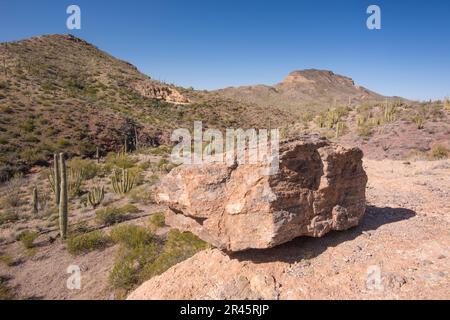 Paysage à Wildhorse Tank, une oasis dans le désert de Sonoran, Organ Pipe Cactus National Monument, Ajo, Lukeville, Arizona, Etats-Unis Banque D'Images