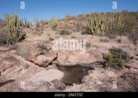 Paysage à Wildhorse Tank, une oasis dans le désert de Sonoran, Organ Pipe Cactus National Monument, Ajo, Lukeville, Arizona, Etats-Unis Banque D'Images