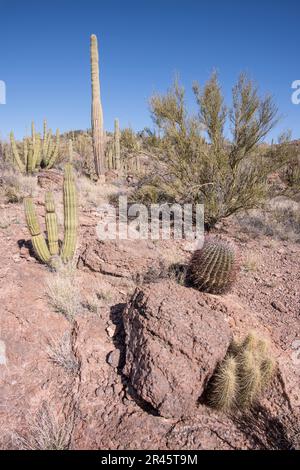 Paysage à Wildhorse Tank, une oasis dans le désert de Sonoran, Organ Pipe Cactus National Monument, Ajo, Lukeville, Arizona, Etats-Unis Banque D'Images