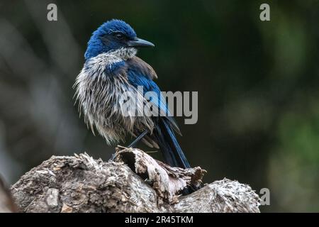 Island Scrub jay, Aphelocoma insularis, une espèce d'oiseau corvid endémique de l'île Santa Cruz dans le parc national des îles Anglo-Normandes en Californie. Banque D'Images