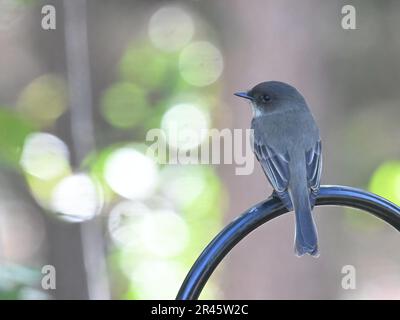 Un petit oiseau de Phoebe de l'est perché sur une branche en face d'un arbre vert luxuriant Banque D'Images