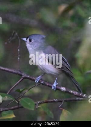 Un petit titouffeté d'oiseau perché sur une branche dans un cadre forestier, entouré d'un feuillage luxuriant et d'arbres Banque D'Images