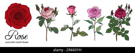 Rose juin naissance mois fleur coloré vecteur ensemble. Illustration de Vecteur