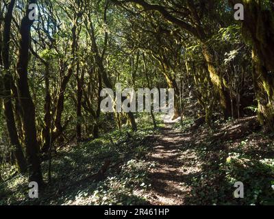Sentier étroit à travers la forêt de laurisilva avec des branches tordues de Laurier moussy et des arbres Erica arborea en plein soleil. Parc national de Garajonay, El Banque D'Images