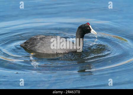 Coq à bouton rouge ou coq à crête, Fulica cristata, adulte simple nourrissant de jeunes poussins sur l'eau, s'Albufera Reserve, Alcudia. Majorque, Espagne Banque D'Images