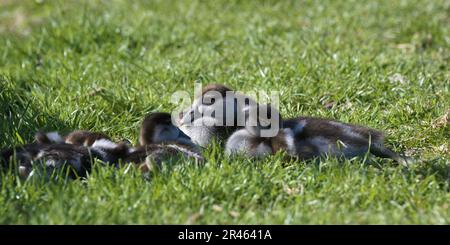 Poussins d'oie égyptiens (Alopochen aegyptiaca), le Cap, Afrique du Sud Banque D'Images