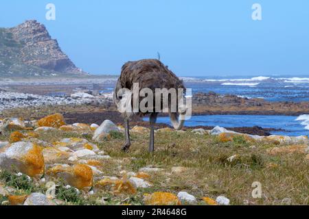 Femelle d'autruche africaine (Struthio camelus australis) sur la rive de l'océan Atlantique, Cap de bonne espérance, Cape Town, Afrique du Sud Banque D'Images