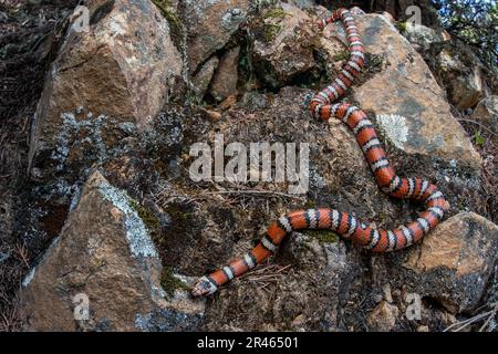 Un serpent de montagne de Californie (Lampropeltis zonata) de la côte ouest de l'Amérique du Nord - un serpent coloré et beau inoffensif. Banque D'Images