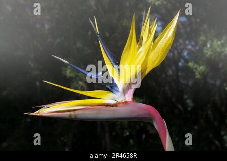 Fleur d'oiseau de paradis (Strelitzia reginae), Kirstenbosch, le Cap, Afrique du Sud Banque D'Images