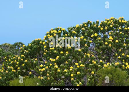 Pinshest Protea (espèce Leucospermum), parc national de Table Mountain, le Cap, Afrique du Sud Banque D'Images