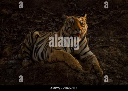 Le tigre du Bengale repose sur des rochers en demi-lumière Banque D'Images